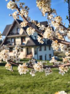 a tree with white flowers in front of a house at Stramówka in Groń