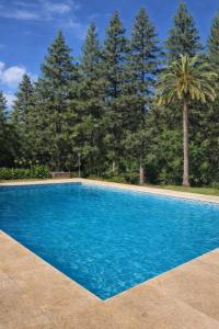 a blue swimming pool with a palm tree in the background at Los robles suite in San Pedro