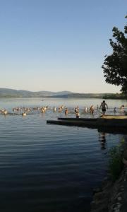 a group of people standing on a dock in the water at Vila Sofija in Vinci