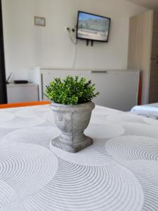 a plant in a pot sitting on top of a table at Monolocale Belvedere in Bovec
