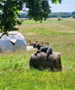 a black dog laying on top of a sheep at Kupoliškės in Verbiškės