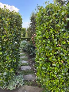 a hedge with a stone path in a garden at Tswalu in Raglan