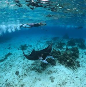 a diver and a stingray swimming in the ocean at Skyinn omadhoo in Omadhoo