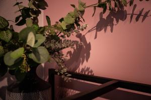 a plant in a vase next to a pink wall at bamboo宮古島 in Miyako-jima +39 photos