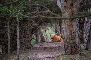 a brown bear laying on a path in a forest at Thule Country Estate - Private Architect-Designed Farm Estate, 6 Bedrooms, Sleeps 12 in Mount Macedon