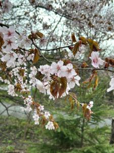 a branch of a tree with white flowers on it at ウバク荘 Ubakuso in Biei