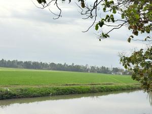 a field of green grass next to a river at D'Shazly Homestay Village in Arau +10 photos