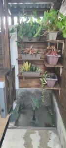 a koi pond with several potted plants on a wall at Fleur de Vanille in Saint-Philippe