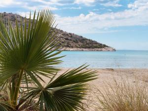 a palm tree on a beach with the ocean at Marina in Aghia Marina +12 photos