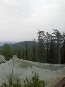 Gallery image of Ahistay Homes in Shimla