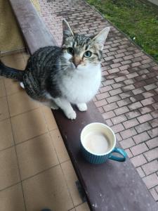 a cat sitting on a table next to a cup of coffee at Casa Ramona in Turda