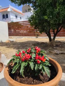 a potted plant with red flowers in a pot at Garden studio N4 in Archangelos
