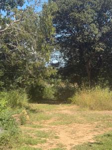 a dirt road in a field with trees and grass at Rancho dos dourados in Três Marias