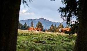 a herd of cows walking in a field at Rehwinkel in Bodenmais