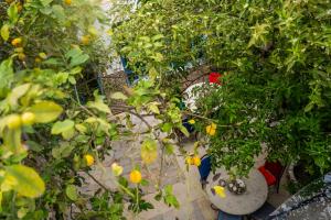 two large vases filled with orange trees in a garden at Dar El Rezk in Tunis