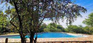 a swimming pool in a yard with a tree at Phumula Bushvilla in Phalaborwa