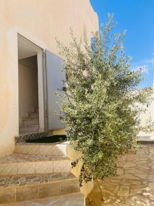 a small tree in front of a building at Appartement Al Hanine in Douz