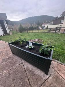 a raised garden bed with flowers in a yard at Bed & Breakfast Schäfer in Enzklösterle