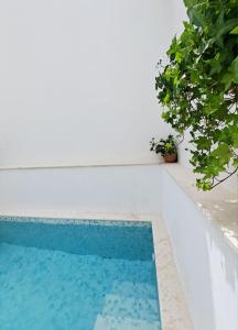 a swimming pool in a house with a plant at Casa do Logradouro in Alcochete