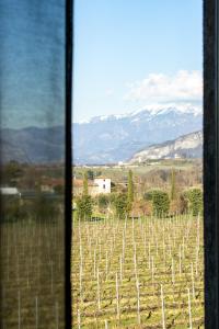 a view of a vineyard from a window at Ai tre camini in Adro
