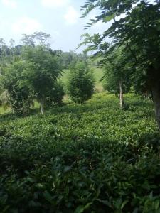 a field of tea plantations with trees and bushes at Peacock rest in Batapola