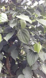 a green tree with lots of green leaves at Peacock rest in Batapola +2 photos