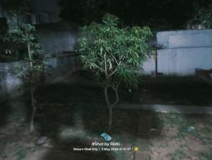 a small tree in a yard next to a wall at Quarter 2355 in Bokāro