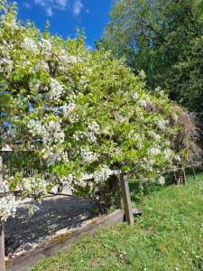 a bush with white flowers on a fence at La parenthèse in Puy-dʼArnac