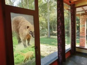 a bear walking through a door with a kitten outside at RadiX MISIONES in Puerto Leoni