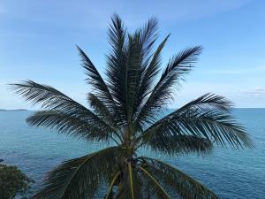 a palm tree in front of the ocean at Noahs Ark Beach in Nathon Bay +3 photos