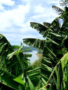a view of a river from a field of banana trees at RadiX MISIONES in Puerto Leoni
