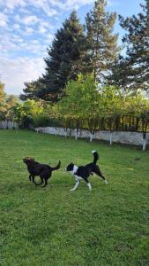 two dogs playing with a frisbee in a field at Villa India A-Frame in Ledenik