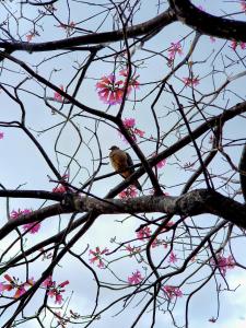 a bird perched on a tree branch with pink flowers at RadiX MISIONES in Puerto Leoni +3 photos