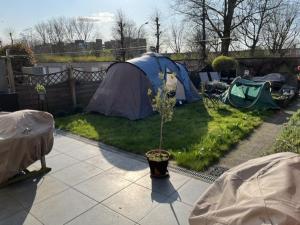 a garden with a tent and a tree in a pot at Groene tent voor 2 personen, 1 km van tomorrowland in Boom