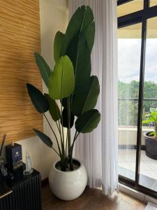 a large green plant in a white vase in a room at Sweet Haven - Sports Rd in Westlands