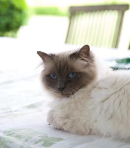 eine Katze mit blauen Augen, die auf einem Tisch sitzt in der Unterkunft Wyett Annex in Greytown