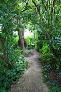 a path in the middle of a forest with trees at Wyett Annex in Greytown