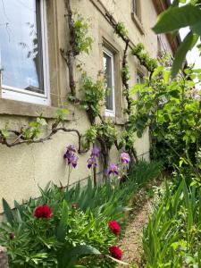 a garden with flowers in front of a building at Ferienhaus Alter Hof in Volkach