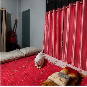 a small white dog laying on a red carpet at The 1802 backpackers hub in Shillong