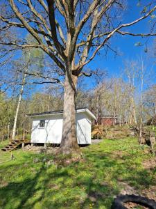 a tree in a field next to a white shed at Gäststugan in Alingsås +12 photos