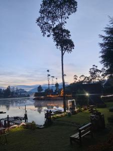 a park with a tree and a lake with benches at Bliss Family in Palayangan