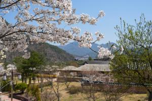 a view of a village withakura trees in the foreground at 청송 한옥호텔 안 in Imjŏn-dong +5 photos
