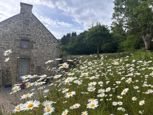 a field of daisies in front of a building at TyAngeLLouis in Brandivy