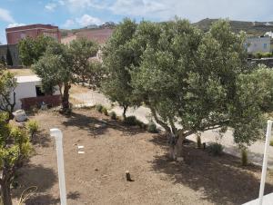 a row of olive trees in a yard at Gaia in Posidhonía