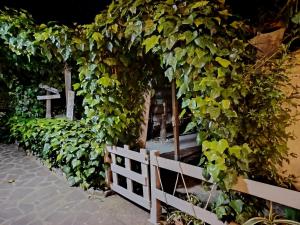 a fence covered in green ivy next to a white fence at Cavo Beach 3 in Cavo +3 photos