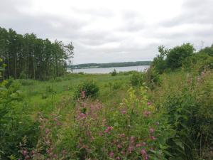 a field of flowers with a lake in the background at 4 person holiday home in Aabenraa in Aabenraa