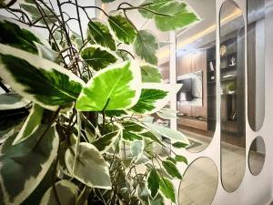 a large green plant in a room with a kitchen at VeraVistaStays in Odo