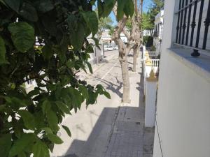 a tree on a sidewalk next to a building at Piso Calatrava in Chipiona