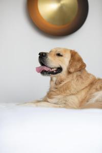 a dog laying on top of a shelf at Campanile PRIME - Lodz in Łódź