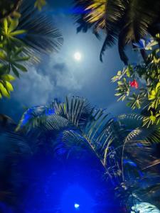 a view of the moon through the leaves of palm trees at Red Coconut Villa in Bentota